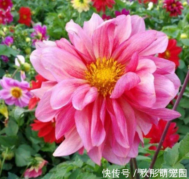 家里种这些花朵,花开繁盛惹人爱,养出漂亮花海,值得拥有