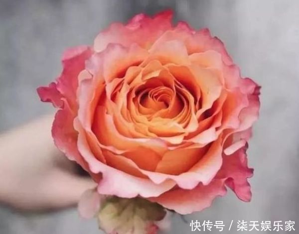 欧石楠|“精品玫瑰”自由精灵,温馨明亮,层叠梦幻,阳台养花必备!