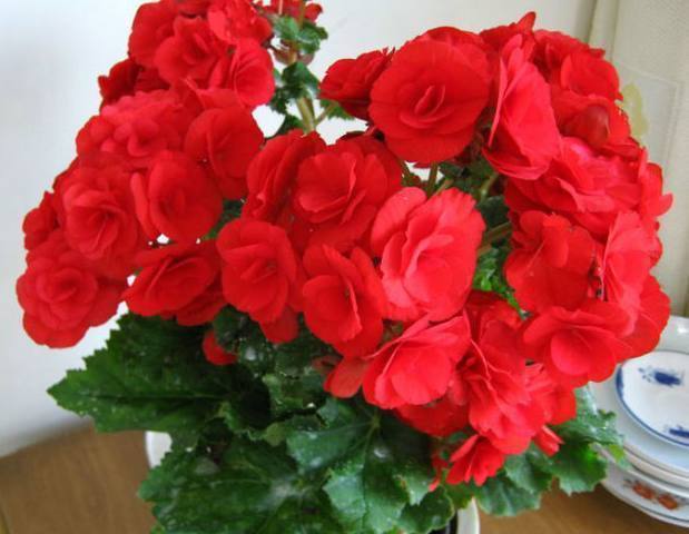 一种比月季花期还长的盆栽花卉，花开艳丽，比绿萝君子兰都好养！