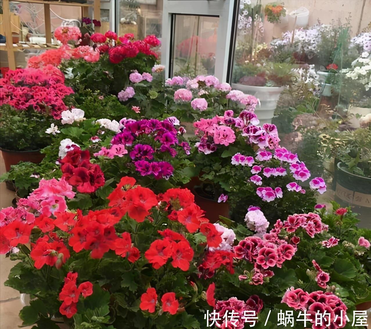 铁线莲|6种“漂亮花”，立秋后快施肥，叶片杠杠厚，花苞挤满盆