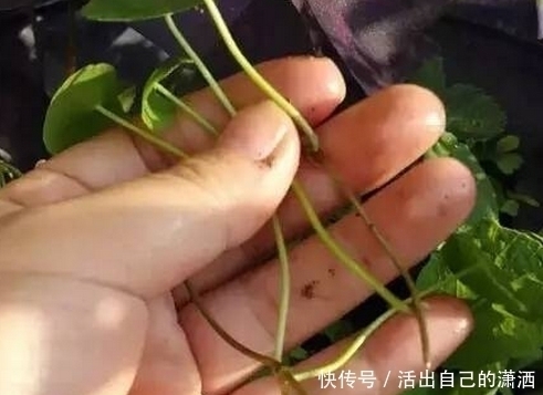 手掌|妈妈养铜钱草年年用这1招，养出来的铜钱草爆满盆，叶子比手掌大