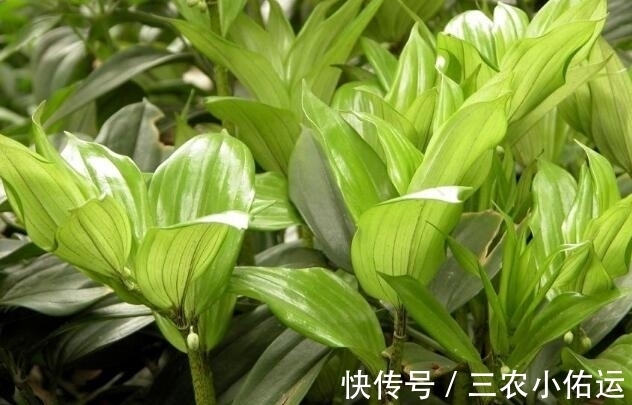 野草|农村山里的这种稀罕野草,市场上卖40块一斤,入药后价值极高