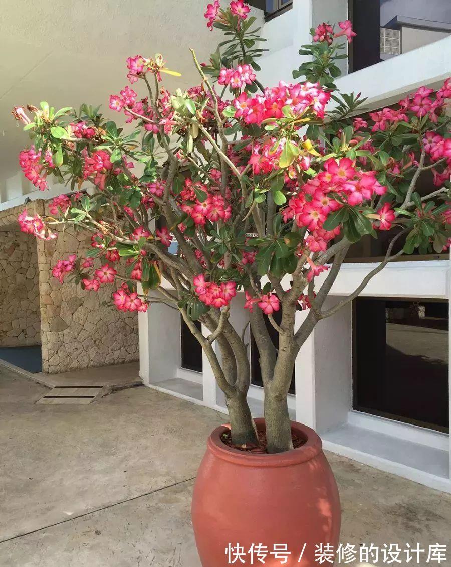 叶片|4种漂亮花，适合“穷养”，用小盆多晒晒，长得更好看