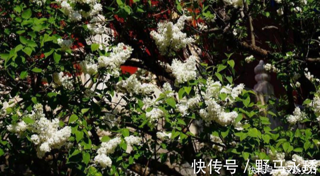 人间事&宋代高僧突然有所悟,写下一首充满禅理的诗,句句都是至理名言