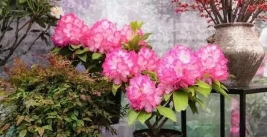 垃圾分类家中绿植垃圾分类我到底是个什么垃圾