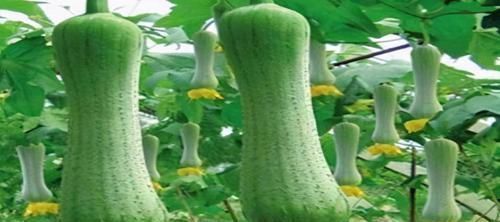 女性|冬天来了,女性不妨多吃3种食物,减肥瘦身,预防肥胖,早吃早好