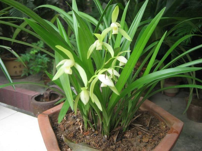 兰花夏天怎么养教你3个养护小妙招,兰花安然度夏,叶子不发黄