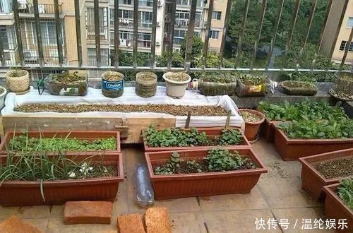 邻居竟在楼顶搭建一个菜园,真让人哭笑不得,这菜能吃吗