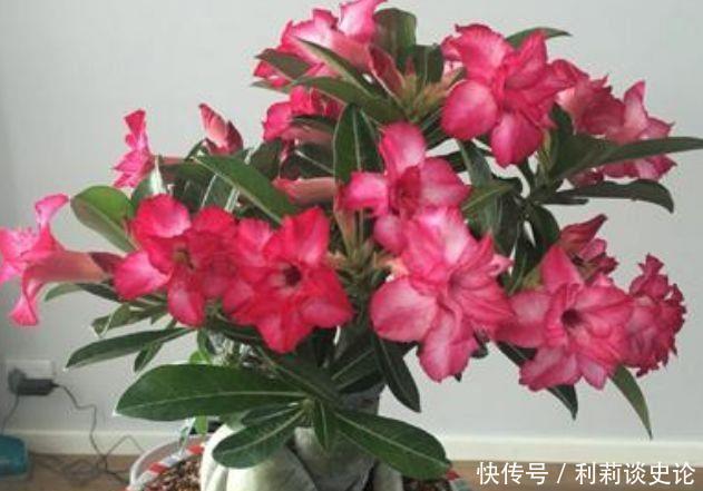 几款花卉便宜又好养，丢到阳台，好养活上档次，净化空气效果好