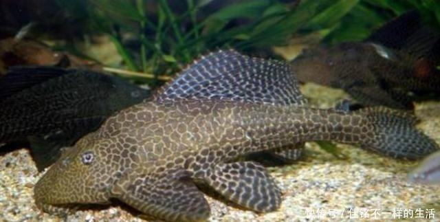 最让人难以忍受的4种鱼,罗非鱼上榜,图6只有印度人能接受