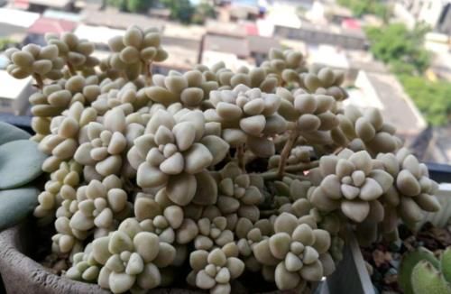 给大盆的丸叶姬秋丽多肉换盆是个技术活，弄不好它的叶片就会掉光