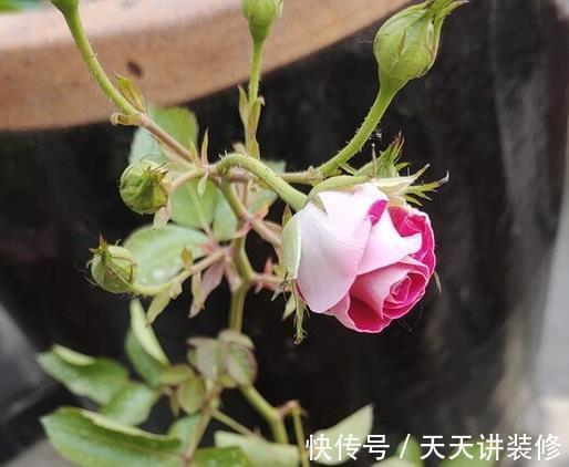 叶子|消灭月季“光杆”正当时，用对方法，15天新叶满满