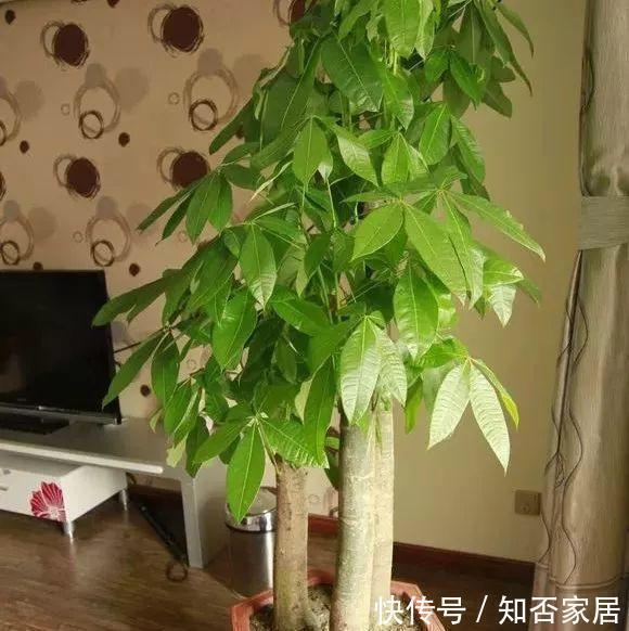 金钱树|适合客厅养的4种大型花,个个寓意好,养好家人身体健康