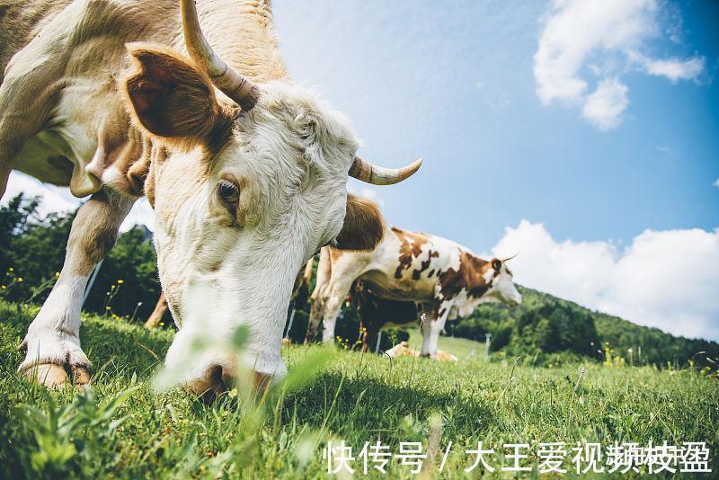 生肖牛下半年有望天降横财，赚钱变成了轻而易举的事情