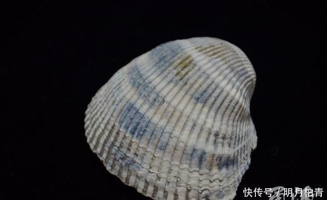 井头山遗址考古惊喜连连,发现中国最古老工艺最先进航海船桨
