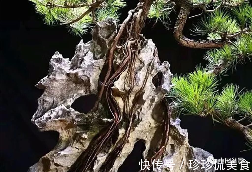 盆景|极品附石山松盆景，见过的人都忍不住竖起大拇指！