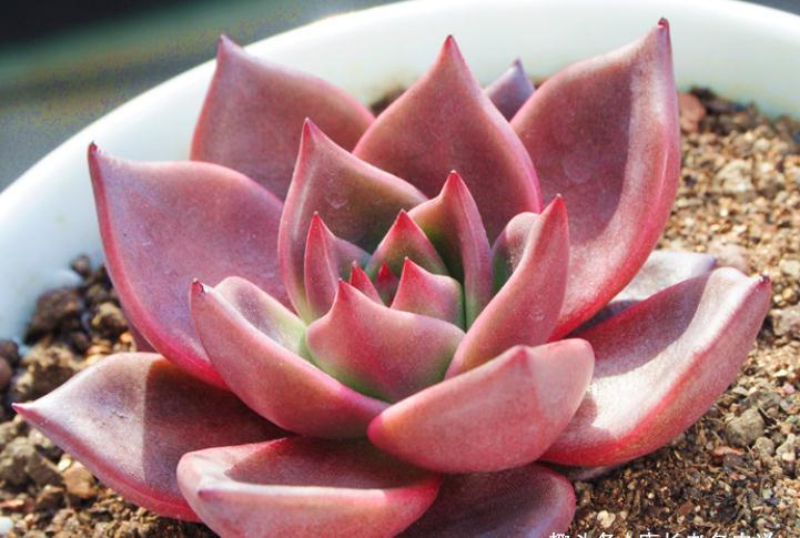 多肉黑王子和罗密欧，都是考验养功的品种，能养好说明你已是高手