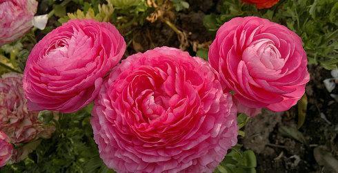 一种漂亮花,不是牡丹甚是牡丹,花色艳丽,仙气飘飘!