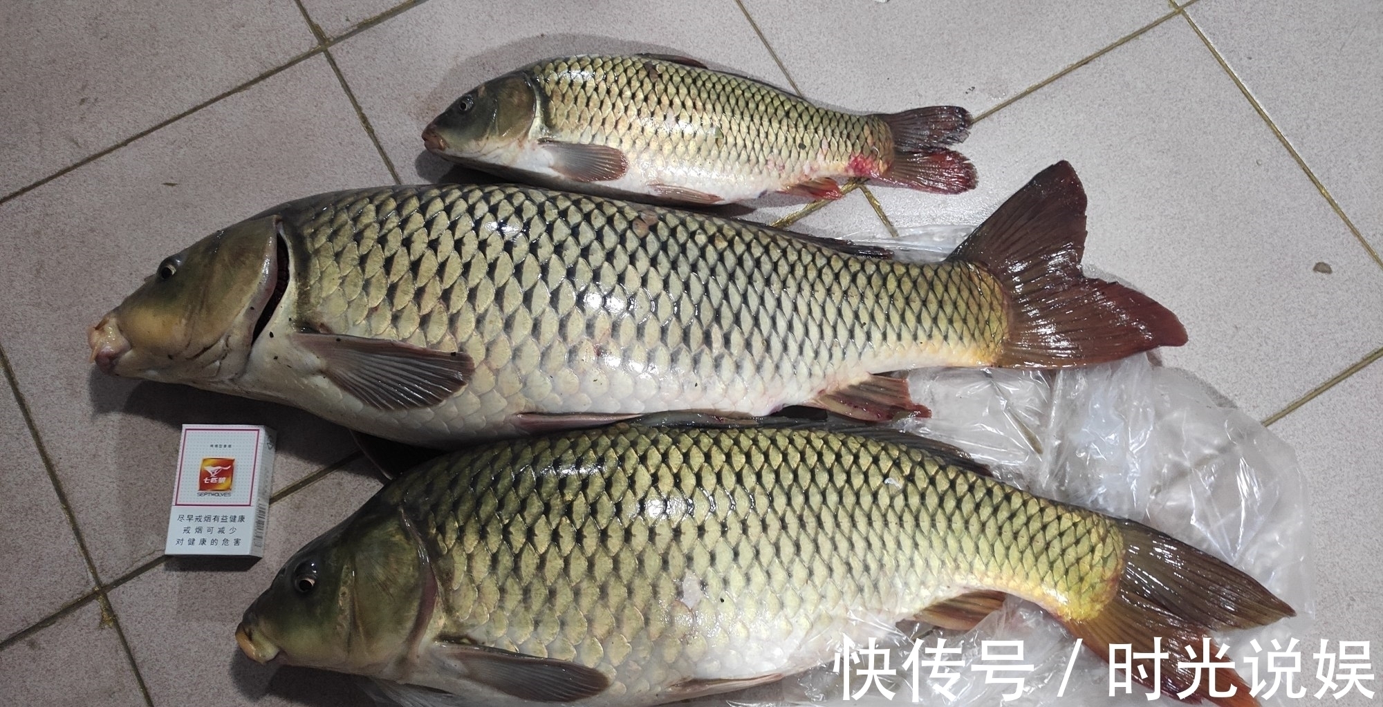 钓鲤鱼我就服这种鱼钩“从不跑鱼”伊势尼千又等钩都要靠边站