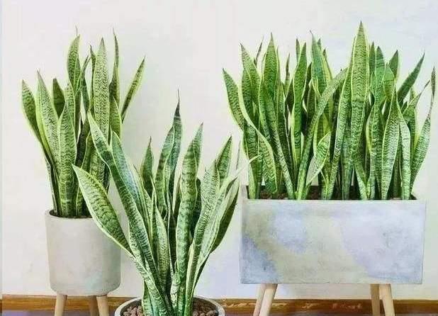 是真的吗|花花草草养在家，精气神足，有朝气，那为什么有人说家里不能养花