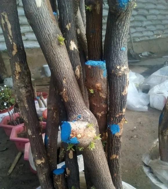 这2种大粗杆插土里,2周能生根,成活后还可以做成盆景造型