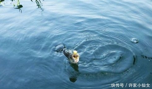 奇效|厉害了!原来路亚这么钓翘嘴有奇效,让鱼获翻几倍都没压力