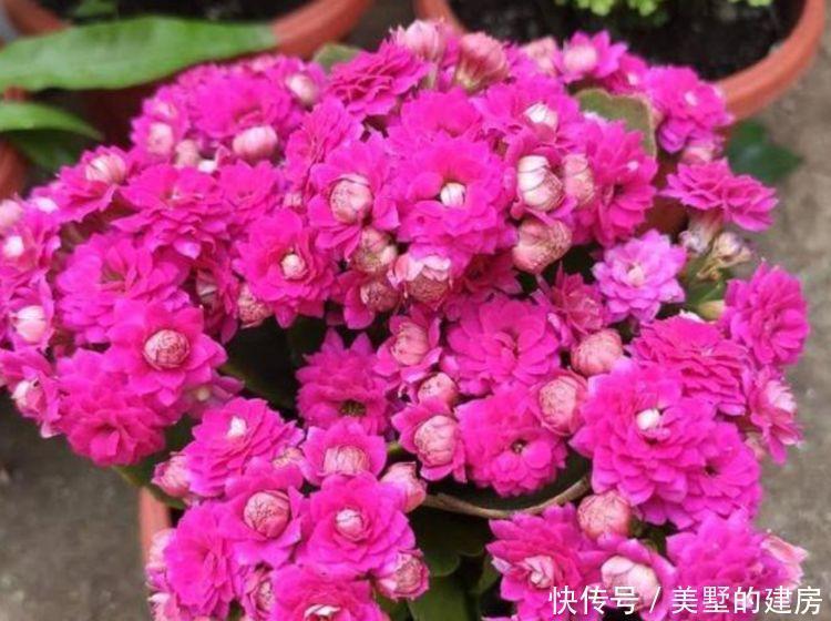 4种花养家里,人养花,花也养人,开花量大,花开枝繁叶茂