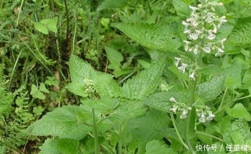 这种农村很常见的野草，是我国常用草药之一，能治疗多种炎症