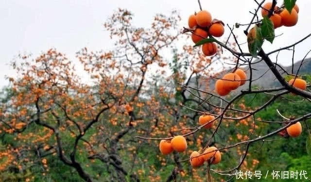 泡水|这种水果的叶子别再丢弃！市面上80元一斤，泡水喝还能降血压