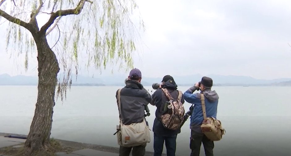 鸬鹚|普通秋沙鸭来报到 西湖四大冬候鸟集结完毕；白骨顶有望成为西湖第五大冬候鸟