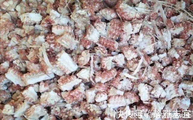 玉米棒|“积鼠成山”,老鼠在经过电击之后,都往角落堆