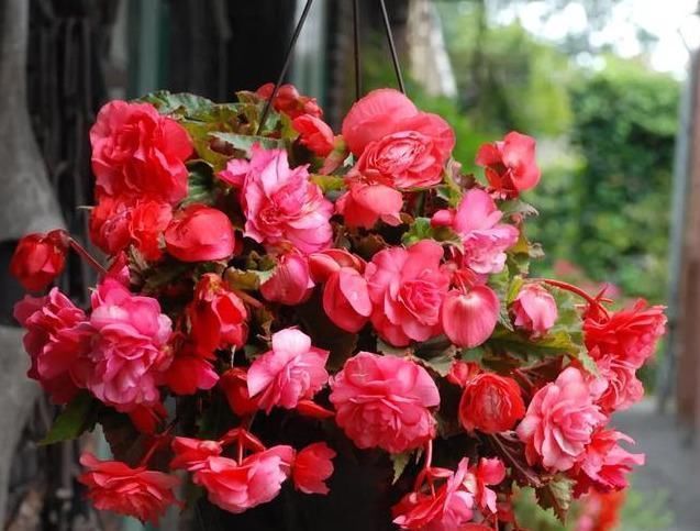 养这花就能把牡丹、茶花和三朵玫瑰的美丽结合在一起