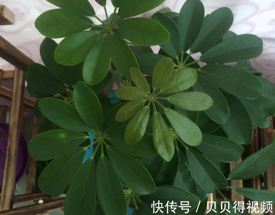 6种“聚财花”,养在家里好兆头,漂亮又大气,还有好运满满