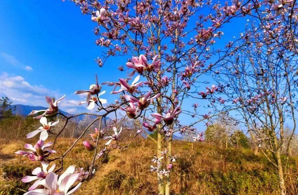 又到一年开花季，收好这份广元赏花指南！