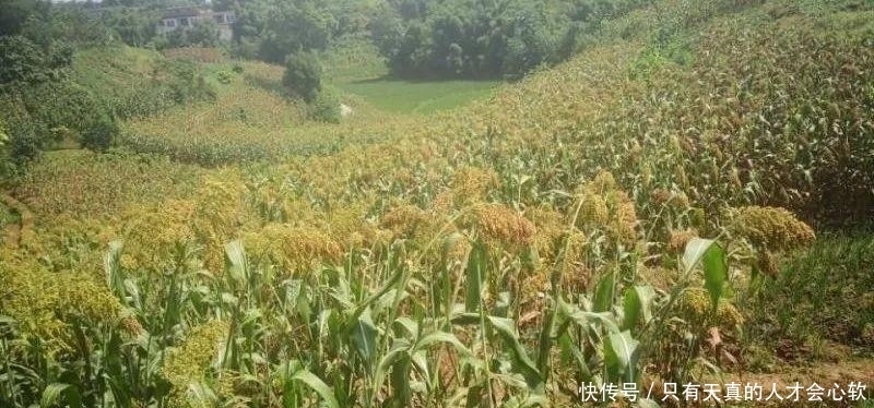 高粱,不仅仅能酿酒,还能做成高粱米高粱醋和高粱饴等