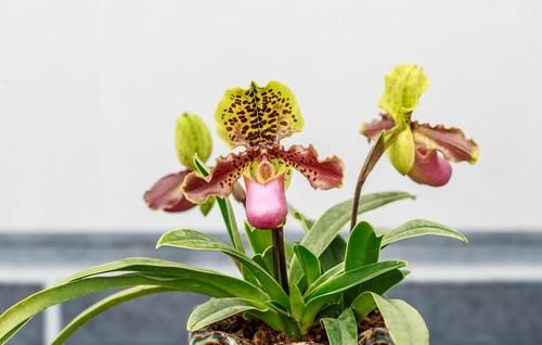 养殖兰花时，谨记僵苗的6个原因和救治办法，解决好了，苗壮芽旺