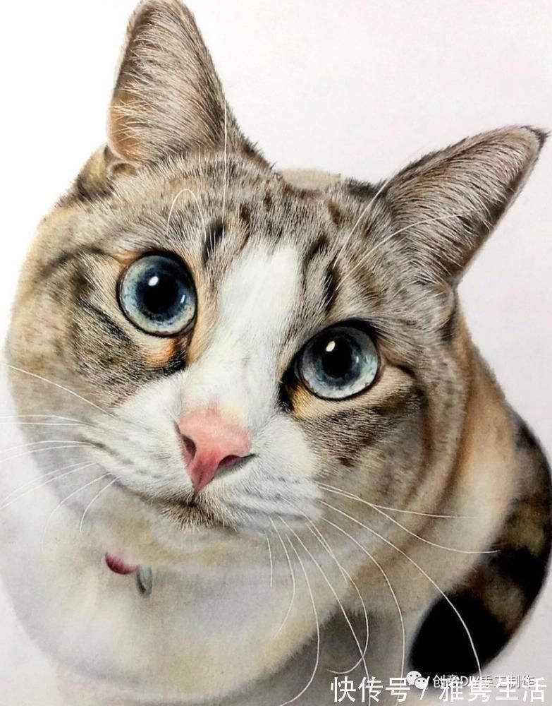 音海#超拟真动物画,每根毛发都这么细致,网友惊呼真假分不清