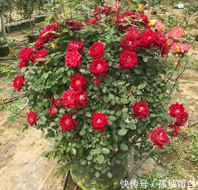 病弱苗|月季新苗、病弱苗这样养护,很快恢复生长,开花又香又多