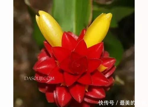 奇花、奇花、奇花、罕见奇花,赶快打开欣赏吧