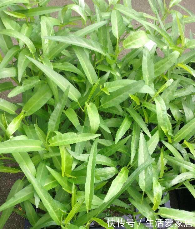 木耳菜|适合夏天种阳台的3种蔬菜,好养又好看,摘了又可以长,吃不停