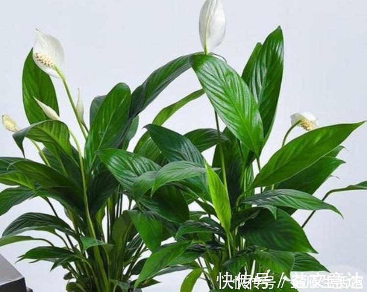 浇水|家里就养4种花，耐旱又耐晒，招财纳福，好运天天到