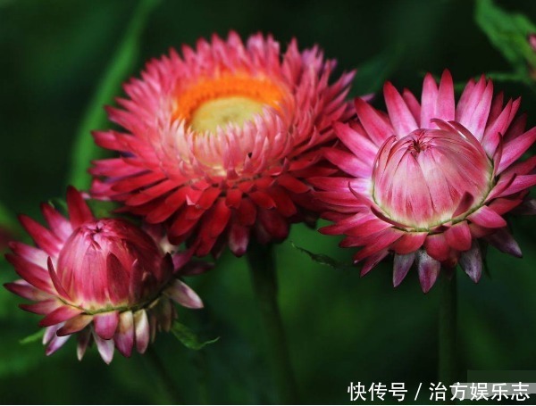 妙招|麦秆菊怎么养护开花美教你3个小妙招,麦秆菊开花更多花朵大