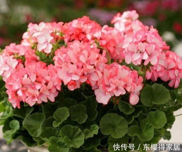 适合冬天养的4种花,轻松变成开花机器,花色柔美好养易打理