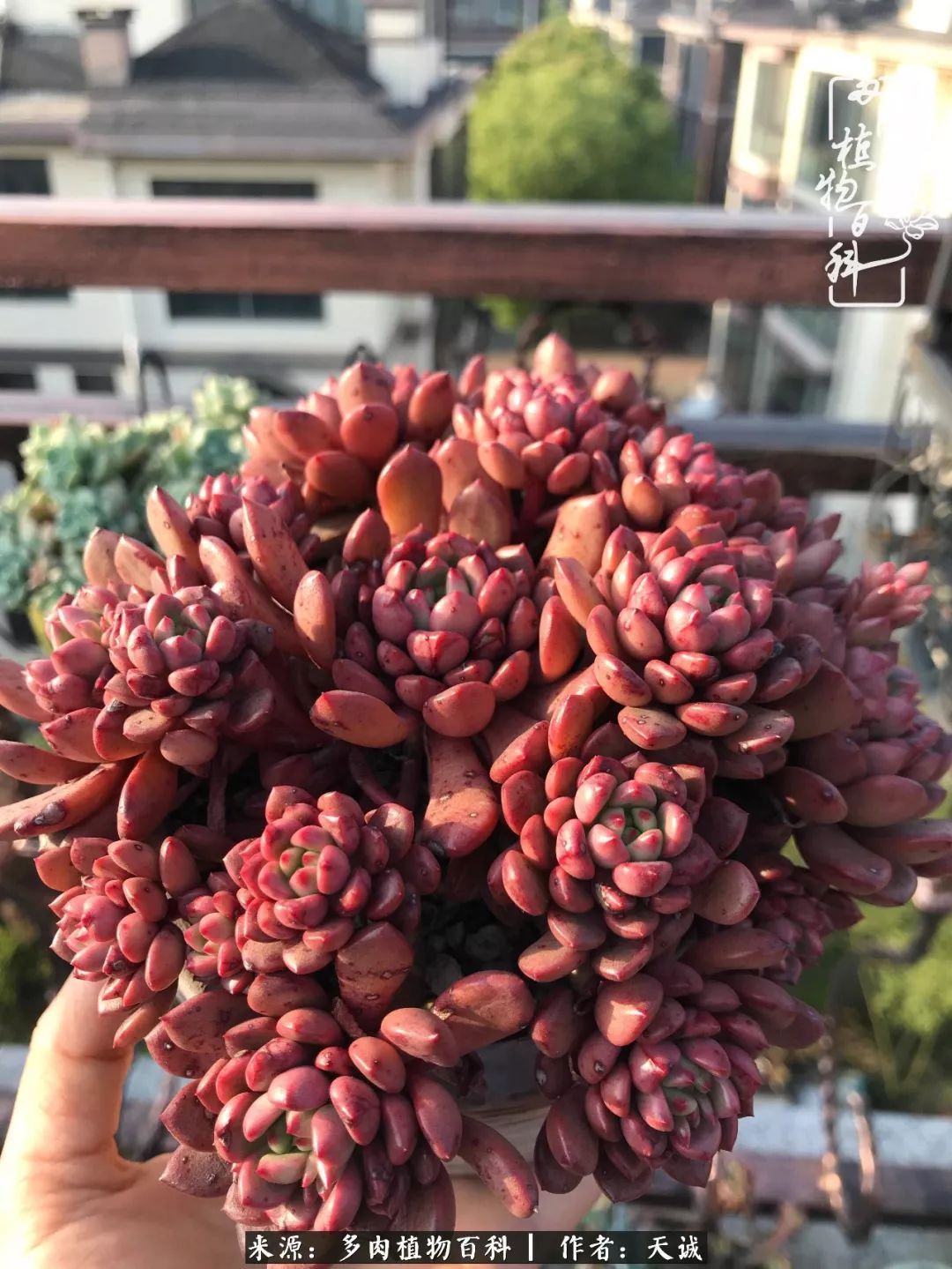 吃饱喝足,包邮区的多肉养精蓄锐准备渡劫!