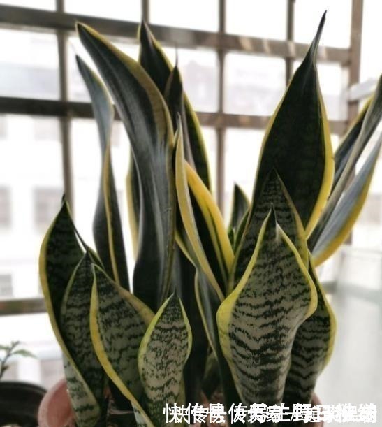 不会给虎皮兰浇水，只需记住“4个字”，叶片宽又厚，爆满一圈芽！