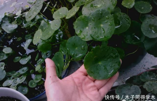 养花做好5步,新手变高手,养花不愁!