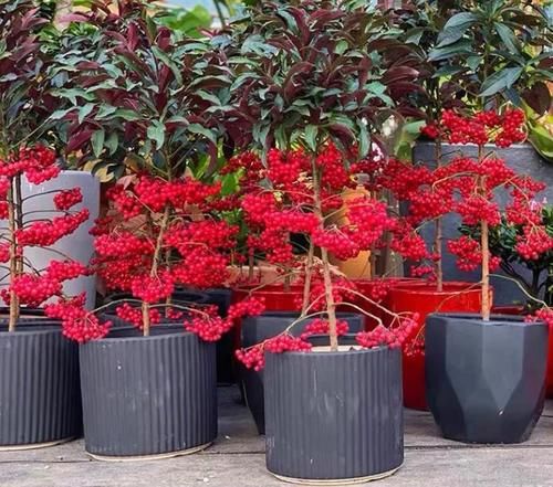 我认为冬季好看的5种花，养在家里很美观，附养护细节