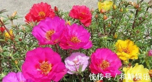 在家养盆太阳花,养护记住以下3个小技巧,今年开花明年还能开