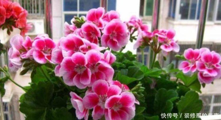 4种花养家里,福旺运旺财更旺,花开不断,还能旺财!