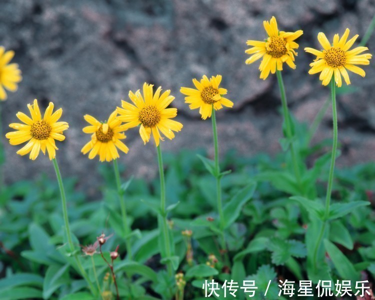 洋洋得意|家里老婆若是5个生肖,别跟她吵架,吵架会穷